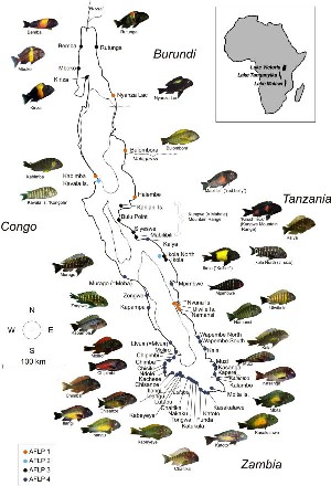 Map of Lake Tanganyika showing the colour morph diversity of the fish species Tropheus. From Egger et al. BMC Evolutionary Biology 2007 7:137 doi:10.1186/1471-2148-7-137